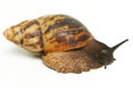 Archachatina marginata ssp. Cameroon 6 adult